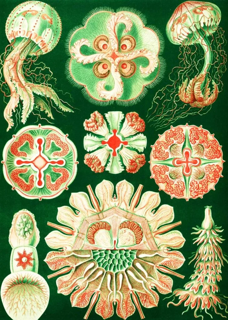 Ilustración de las  profundidades marinas de Haeckel.