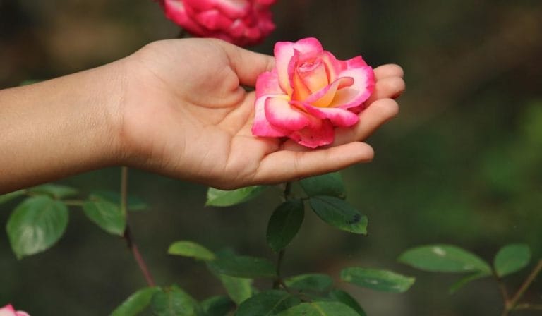 The Mod Gala 2025: Botanical Rhapsody